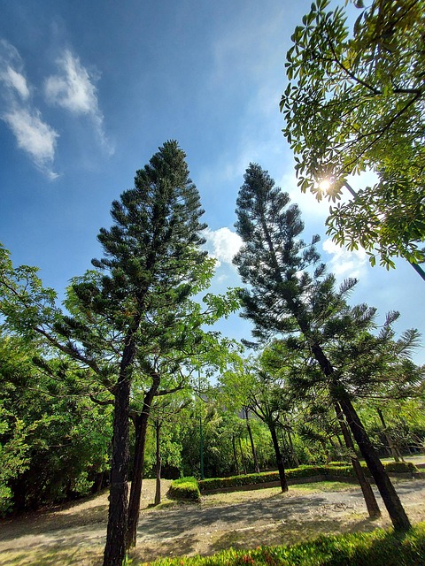 Free Tree Fate photo and picture