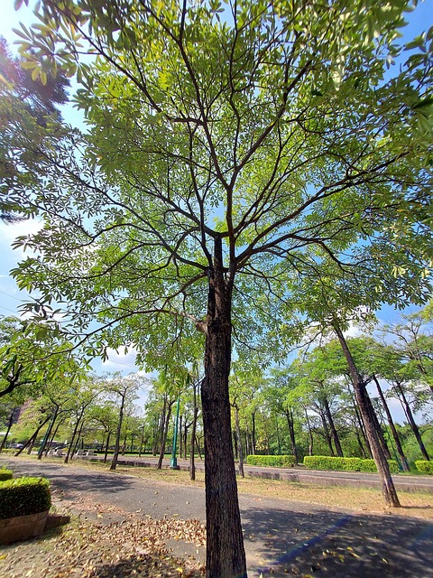 Free Tree Fate photo and picture