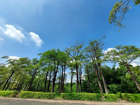 Free Tree Fate photo and picture