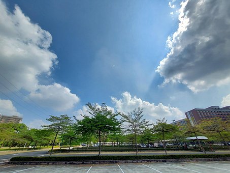 Free Tree Fate photo and picture