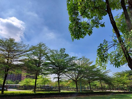 Free Tree Fate photo and picture