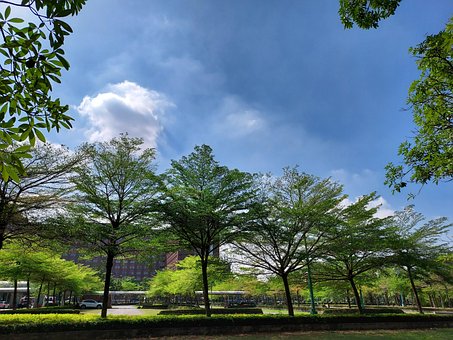 Free Tree Fate photo and picture
