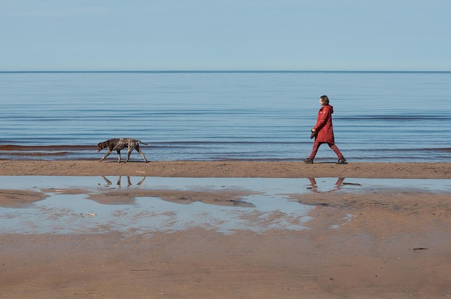 Vrienden, Hond, Zonnig, Strand, Wijzer