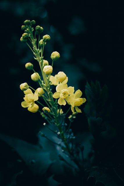 Background Blossom Botany - Free photo on Pixabay - Pixabay