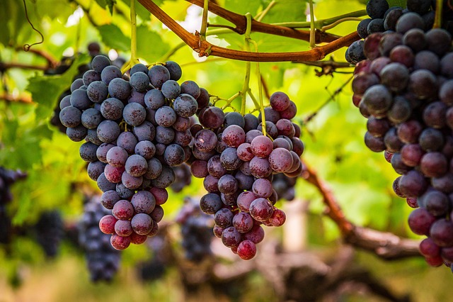 Free Purple Grapes photo and picture