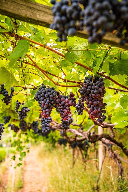 Free Purple Grapes photo and picture