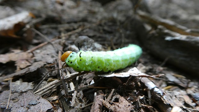 Free Caterpillar Colorful photo and picture