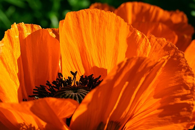 Coquelicot, Fleur, Jardin