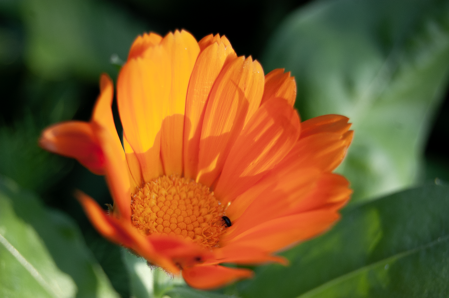 Limemenius Pixabay Limemenius pixabay
