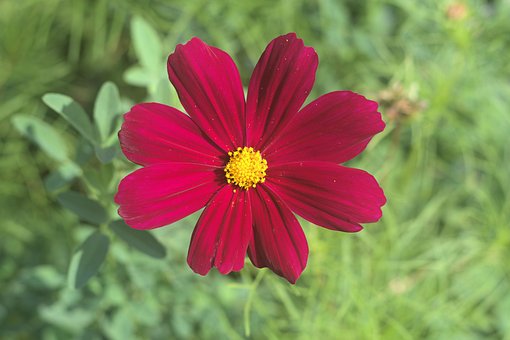 Sommer, Blume, Blüte