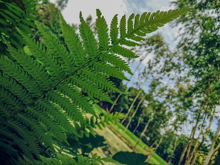 Botanisk, Smaragdtapet, Bregne