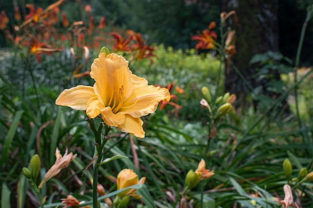 Lírios, Verão, Florescer, Amarelo