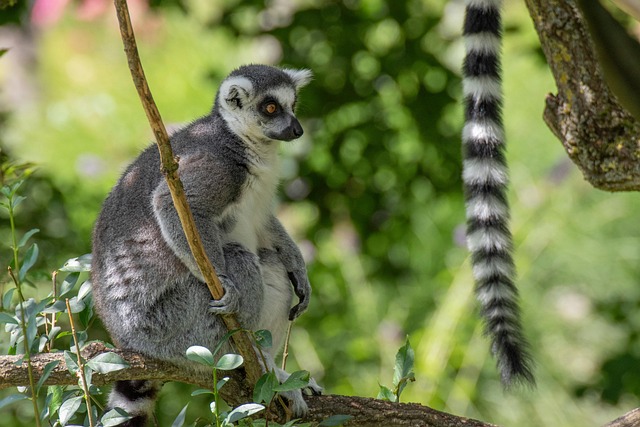 Lêmure, Gato Lêmure, Mamífero, Animal