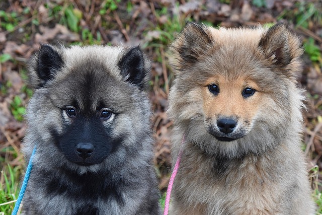 Free Dogs Eurasier Puppies photo and picture