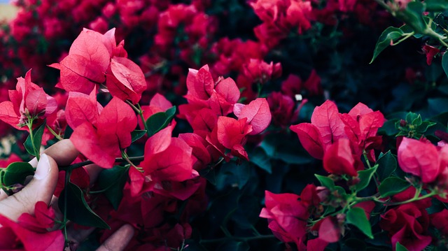 Eurosommerkonkurrence, Blomst, Natur