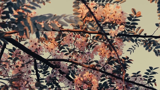 Blomst, Natur, Blomstre, Flora, Have