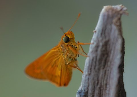 Free Cicada Insect photo and picture