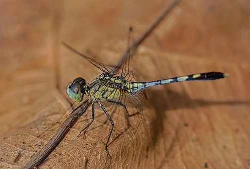 Free Dragonfly Insect photo and picture
