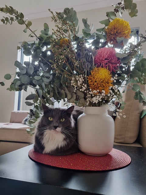 Gato, Hermoso Gatito, Doméstico, Gatitos