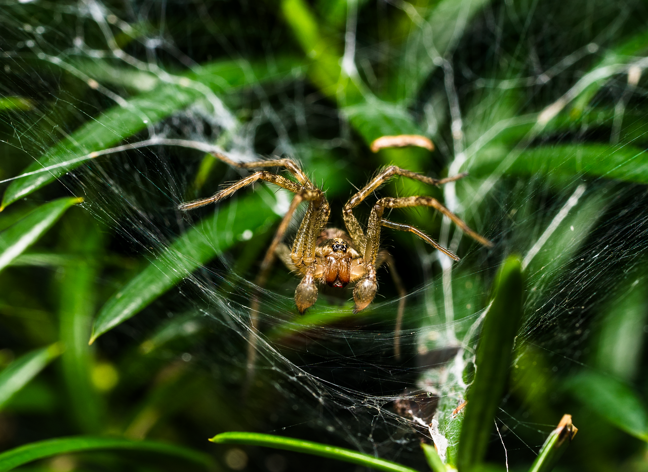 Insect Spider Entomology - Free photo on Pixabay - Pixabay