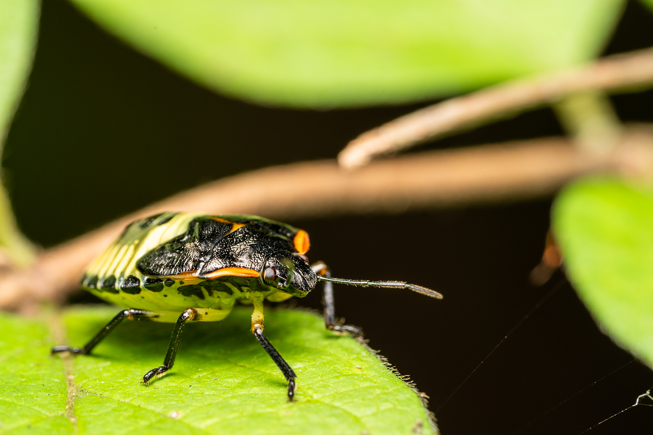 Stink Bug Insect Nature - Free photo on Pixabay - Pixabay