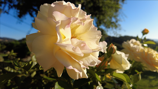 Free Flower Bloom illustration and picture