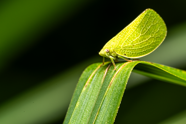 Free Insect Entomology photo and picture