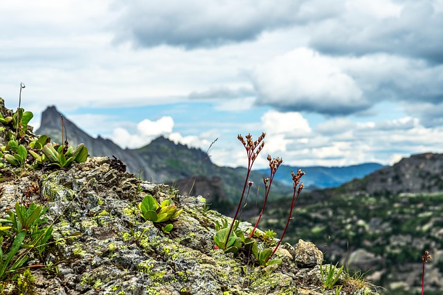 Montaña, Montañas, Verdor, Planta