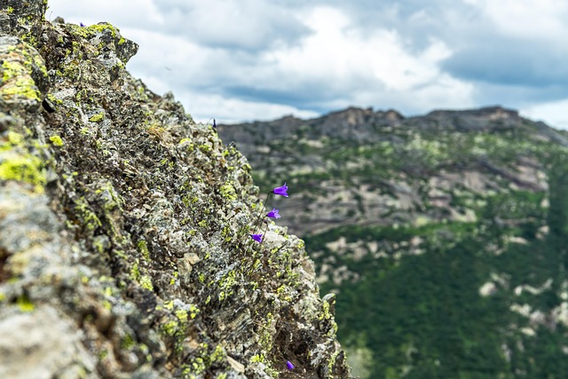 Flores Silvestres, Montañas, Escenario