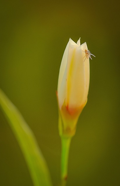 Free Cicada Dipteran photo and picture