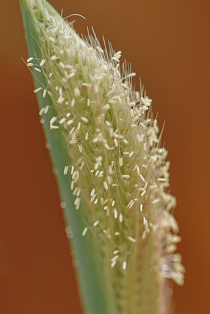 Free Flowers Grass photo and picture