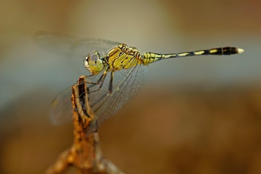 Free Insect Entomology photo and picture