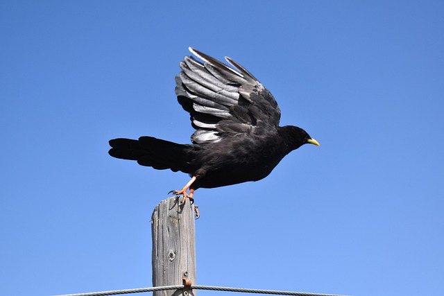 Free Bird Gracchus photo and picture