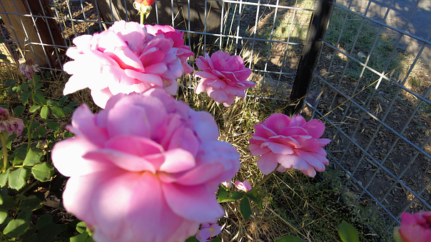 Free Flower Bloom illustration and picture