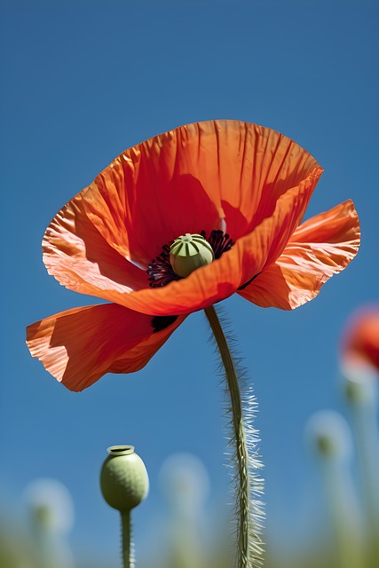 Free flower poppy bloom illustration