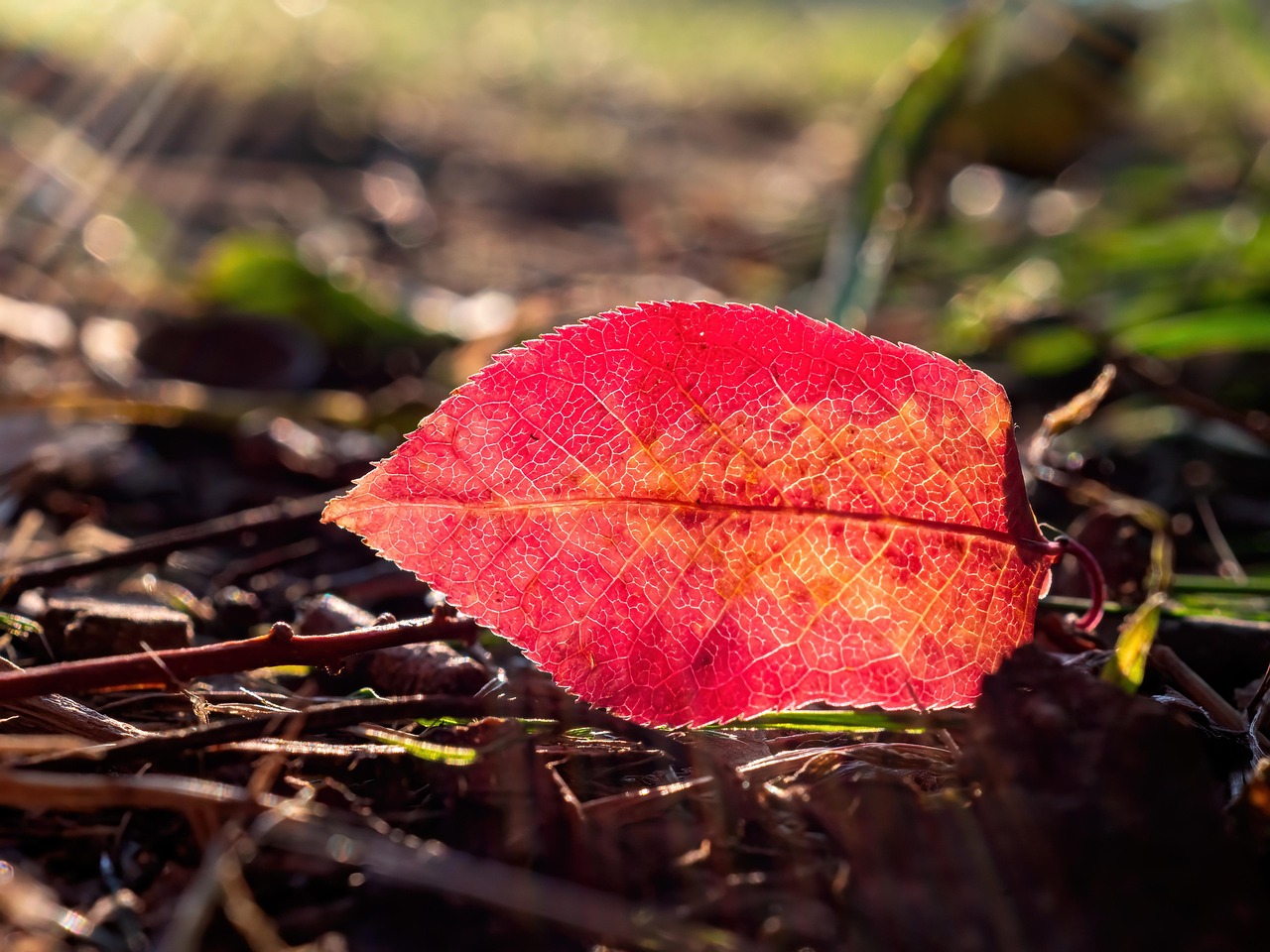 Leaf Nature Fall - Free photo on Pixabay - Pixabay