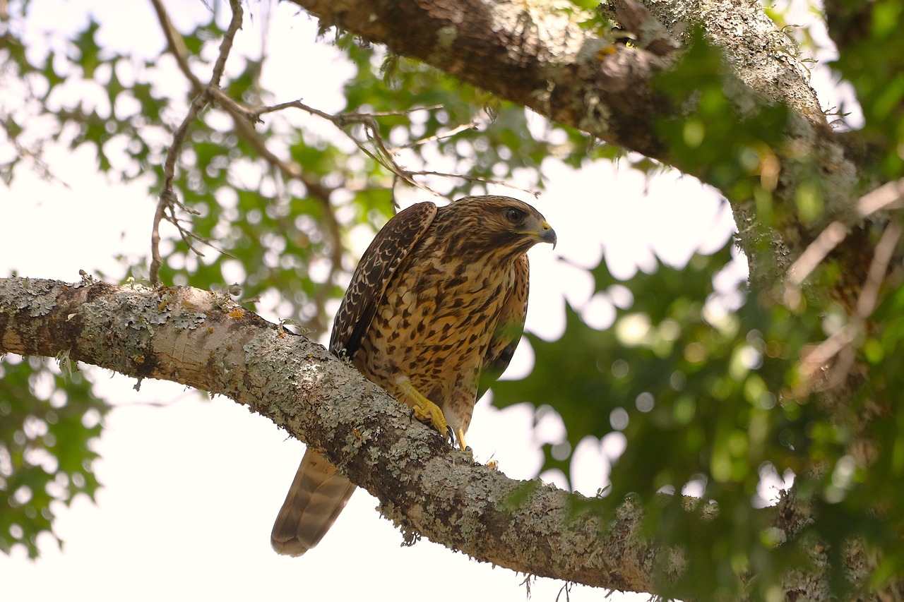 Killikilli Hawk Hawk Bird Animal - Free photo on Pixabay - Pixabay