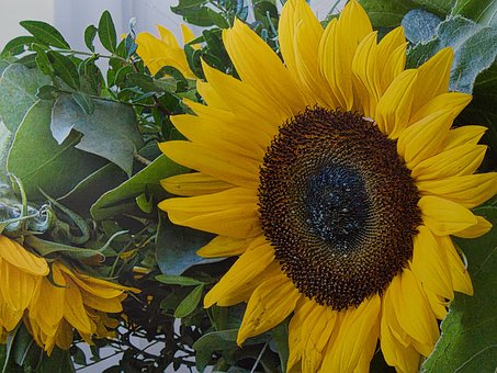 Free Flowers Flower photo and picture