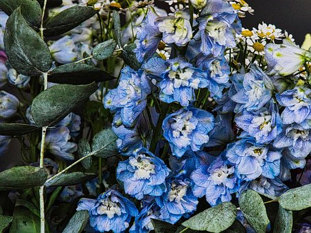 Free Nature Flowers photo and picture