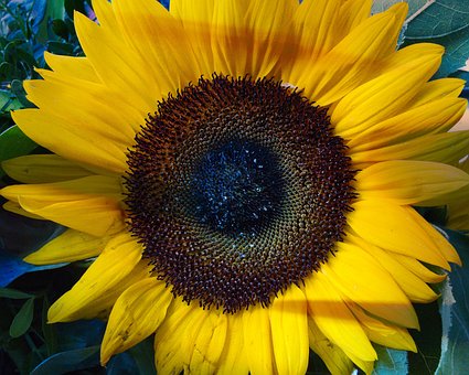 Free Sunflower Nature photo and picture