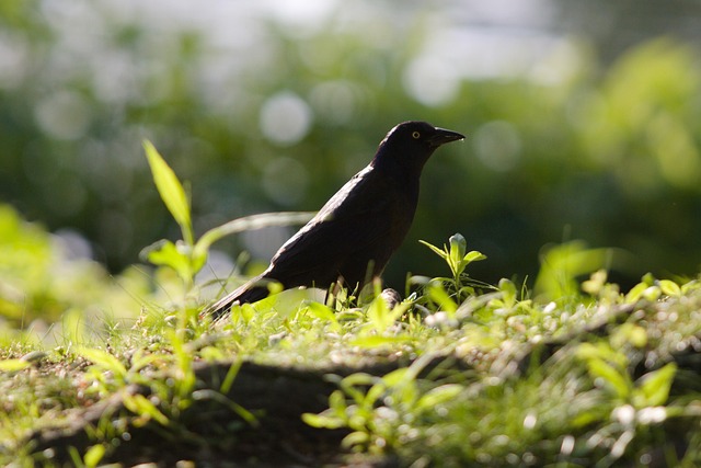 Free Bird Wildlife photo and picture