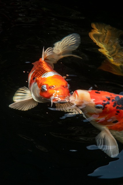 Koi, Fisk, Natur, Karpe, Vand, Dyr, Dam
