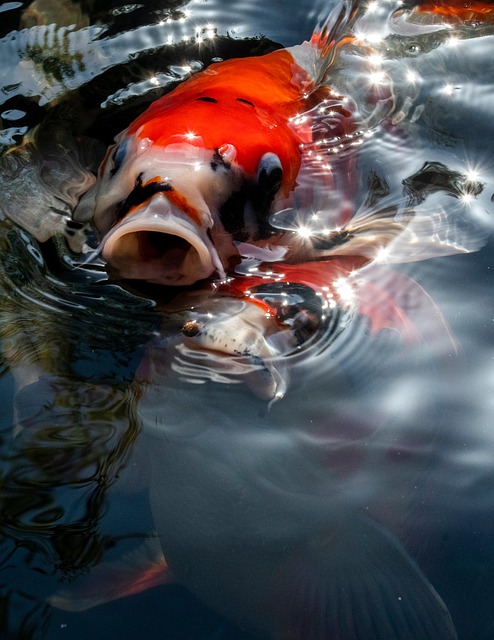 Koi, Fisk, Dam, Natur, Svømning, Karpe