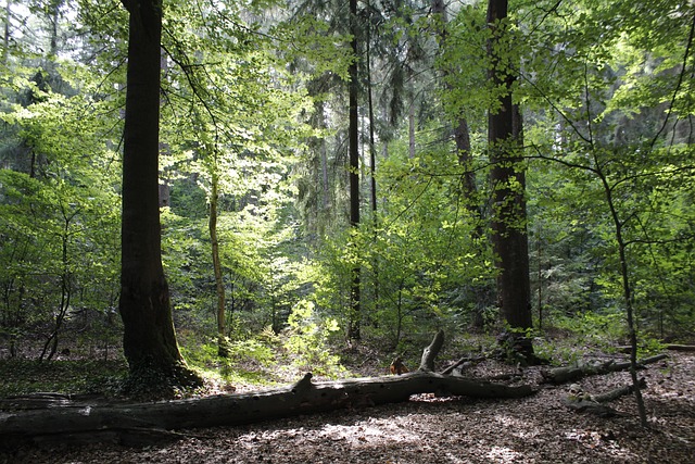 Free Forest Life photo and picture