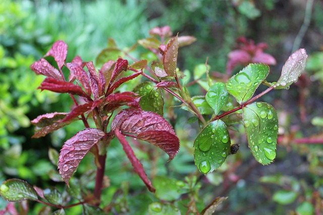 Free Nature Moisture photo and picture