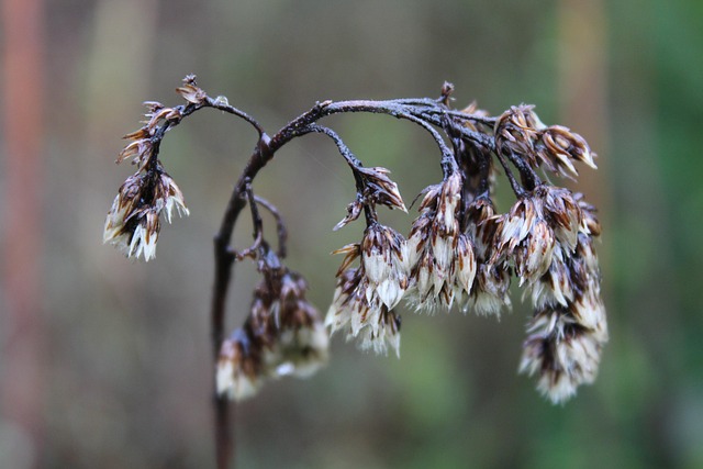 Natur, Laub, Absterben, Wiedergeburt