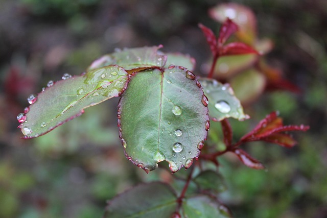 Free Raindrops Nature photo and picture