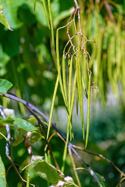 Free Beans Leaves photo and picture