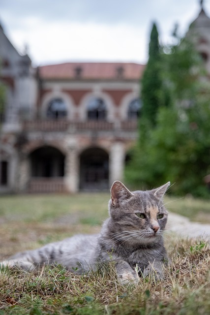 Free Cat Castle photo and picture