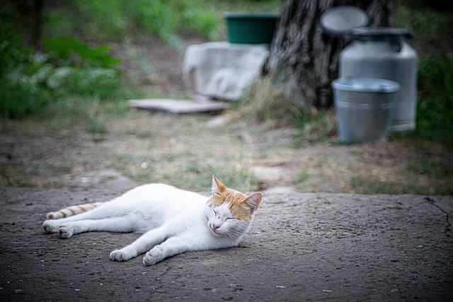 Free Cat Village photo and picture